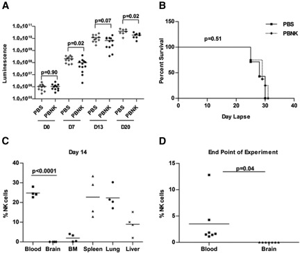 Figure 5. In vivo antitumor responses by expanded human NK cells in the 018Z-engrafted NSG mouse model. Mice were intravenously injected with 2 × 105 018Z tumor cells and imaged by bioluminescence after 6 days to confirm tumor establishment. Then mice received either PBS (n = 11 mice) or 1 × 107 human PBNK cells (n = 12 mice) at day 0 with IL-2 and IL-15 daily for the first week and IL-2 every other day for 3 more weeks. (A) Bioluminescent analyses indicate significant delay in tumor growth in mice treated with PBNK cells at days 7 and 20. (B) Kaplan-Meier survival curve of NK cell-treated and control mice. These survival data use 7 mice from the PBS-treated group and 8 mice from the PBNK cell-treated group. (C) NK-cell engraftment was evaluated by flow cytometry. Mice blood, brain, BM, spleen, lung, and liver tissues were collected from 4 mice at day 14 after PBNK treatment. NK-cell survival/engraftment was evaluated by flow cytometry for CD45+CD56+ cells in the live cell population. (D) Analysis of NK cells (CD45+CD56+ cells) in the blood and CNS at the end of the experiment when the remaining animals became moribund (n = 7 in each group). These studies demonstrate lack of penetration of NK cells into the CNS with significantly decreased NK cells in the CNS compared with peripheral blood and tissues. All statistical analyses were performed by the Mann-Whitney test in Prism 4.0.