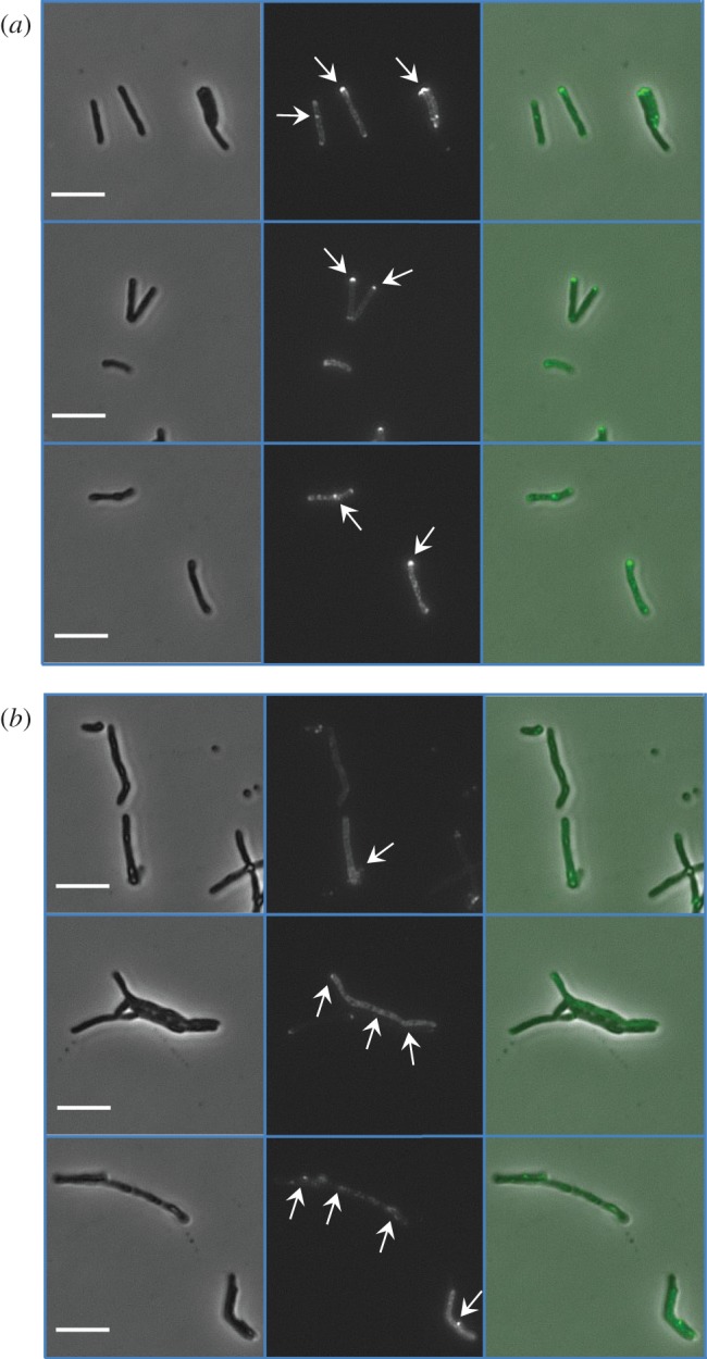 Figure 4.