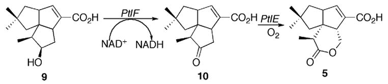 Scheme 2