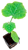 graphic file with name plants-12-00037-i039.jpg