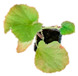 Inline graphic