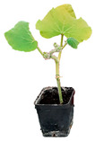 graphic file with name plants-12-00037-i041.jpg