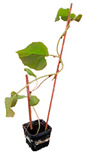 graphic file with name plants-12-00037-i026.jpg