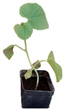graphic file with name plants-12-00037-i030.jpg