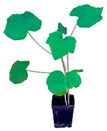 graphic file with name plants-12-00037-i035.jpg