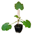 graphic file with name plants-12-00037-i037.jpg
