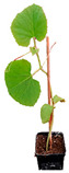 graphic file with name plants-12-00037-i028.jpg