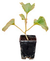 graphic file with name plants-12-00037-i042.jpg
