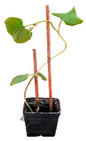 graphic file with name plants-12-00037-i022.jpg
