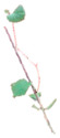 Inline graphic