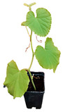 graphic file with name plants-12-00037-i031.jpg