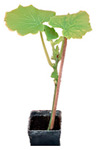 graphic file with name plants-12-00037-i038.jpg