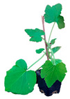 graphic file with name plants-12-00037-i036.jpg