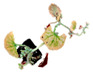 Inline graphic