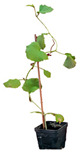 graphic file with name plants-12-00037-i025.jpg