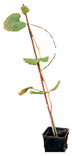 graphic file with name plants-12-00037-i027.jpg