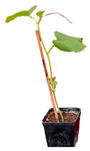 graphic file with name plants-12-00037-i029.jpg
