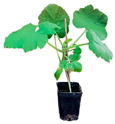 graphic file with name plants-12-00037-i034.jpg