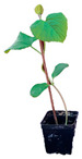 graphic file with name plants-12-00037-i023.jpg