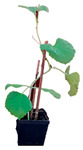 graphic file with name plants-12-00037-i024.jpg