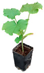 graphic file with name plants-12-00037-i033.jpg