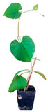 graphic file with name plants-12-00037-i032.jpg