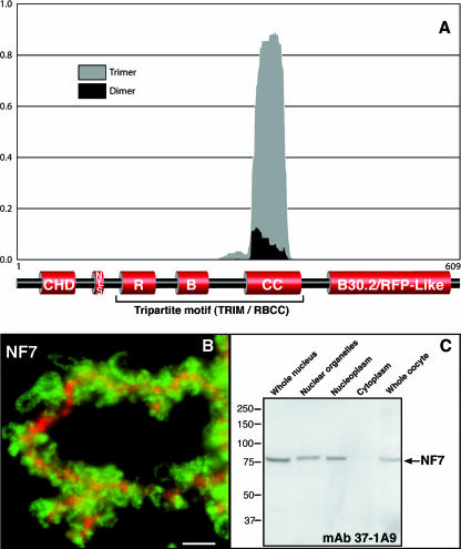 FIG. 1.