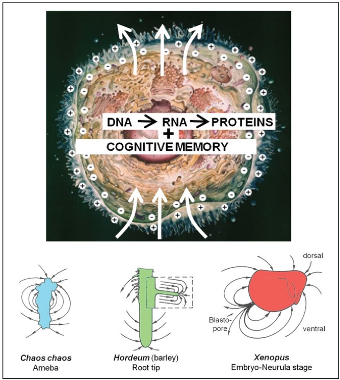 Figure 3.