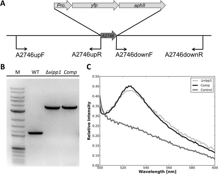 FIGURE 11.