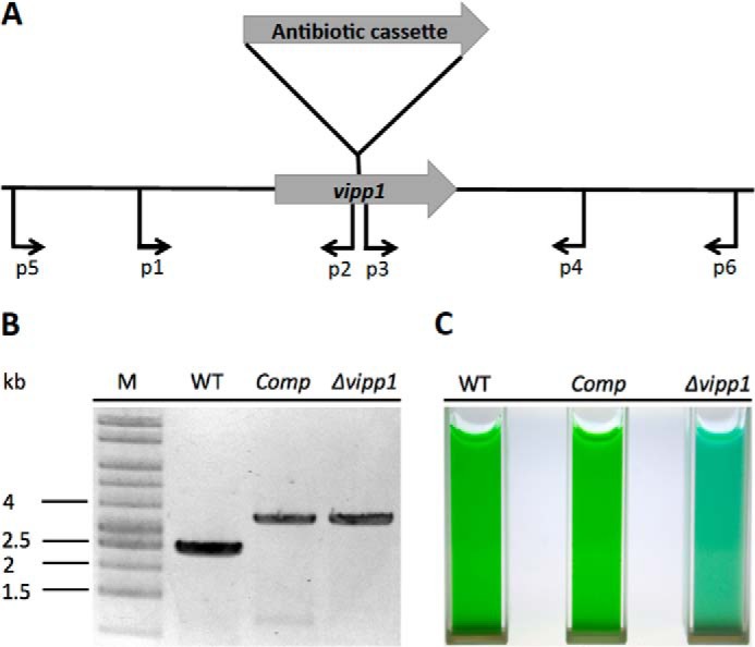 FIGURE 1.