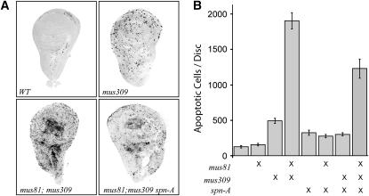 Figure 3.—