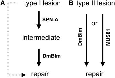 Figure 4.—