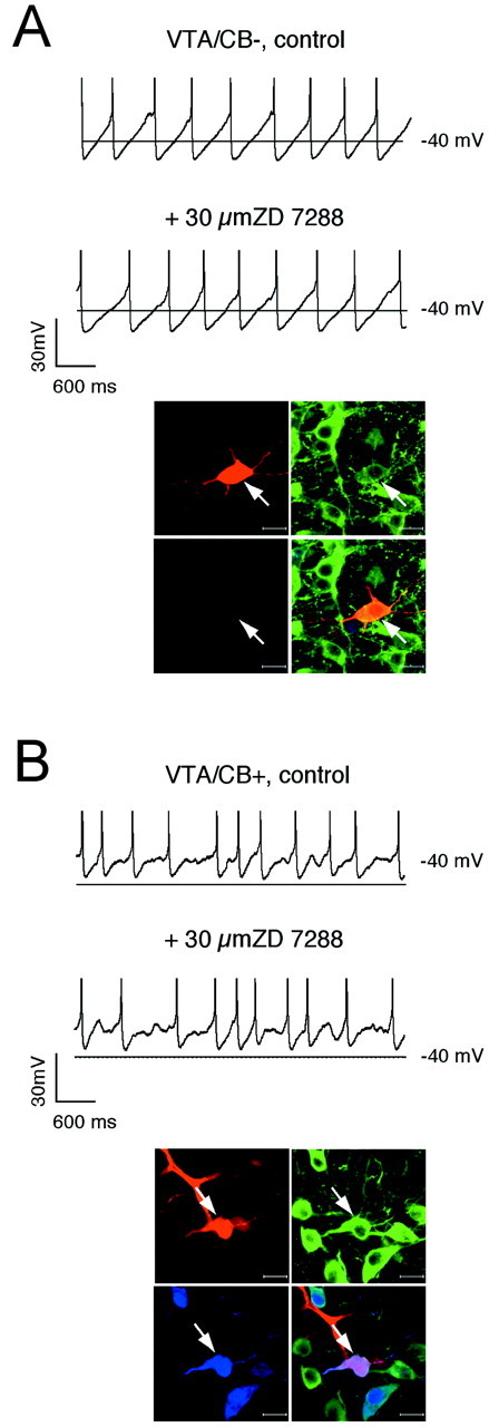 Fig. 10.