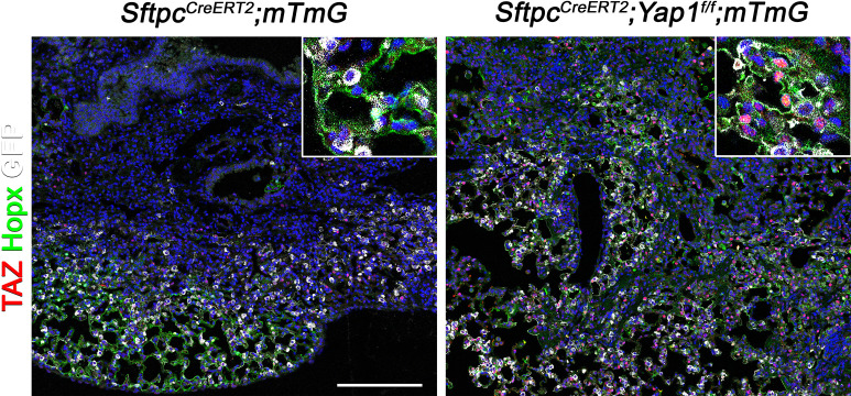 Figure 4—figure supplement 2.