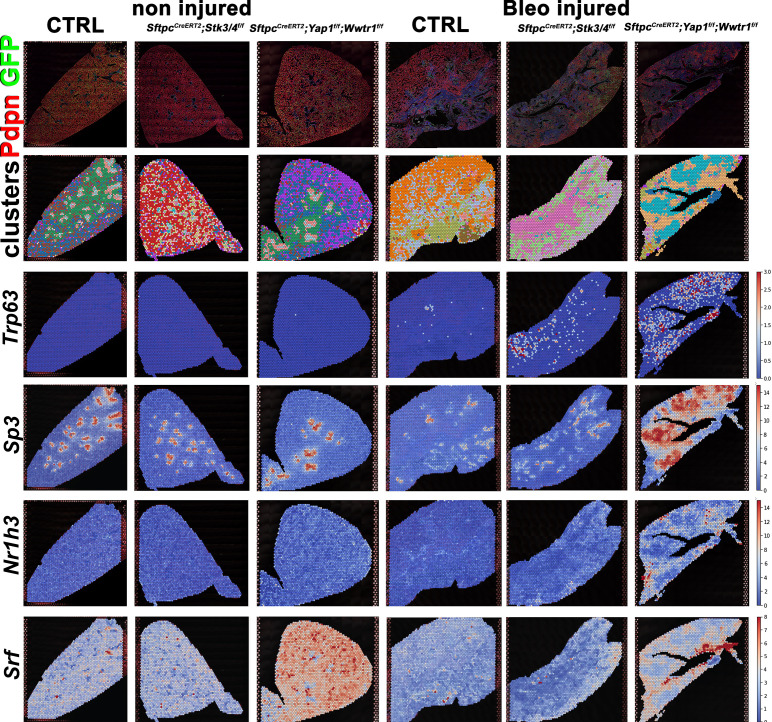 Figure 7—figure supplement 2.