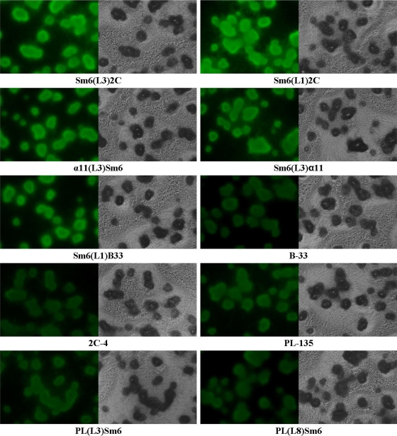 FIG. 2.