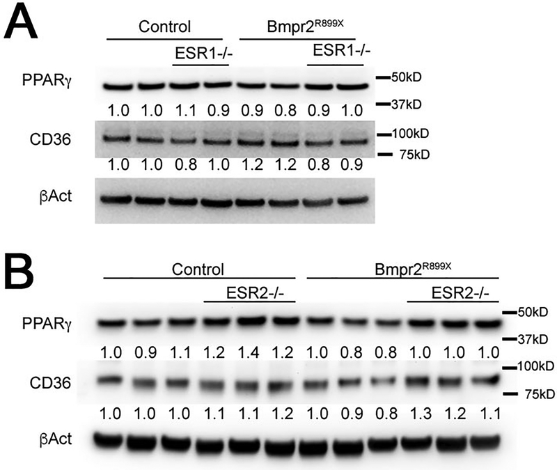 Figure 5 –