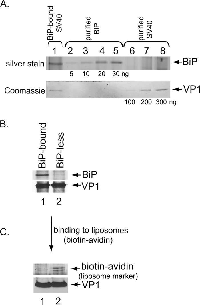 FIG 1