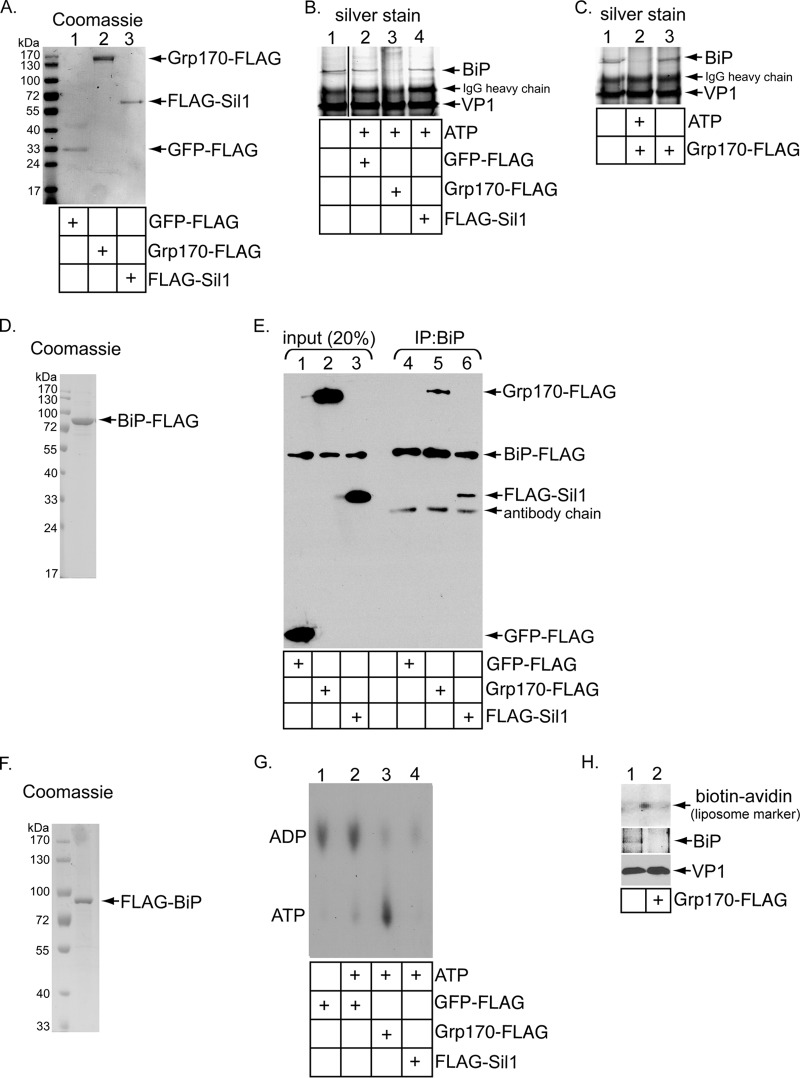 FIG 2