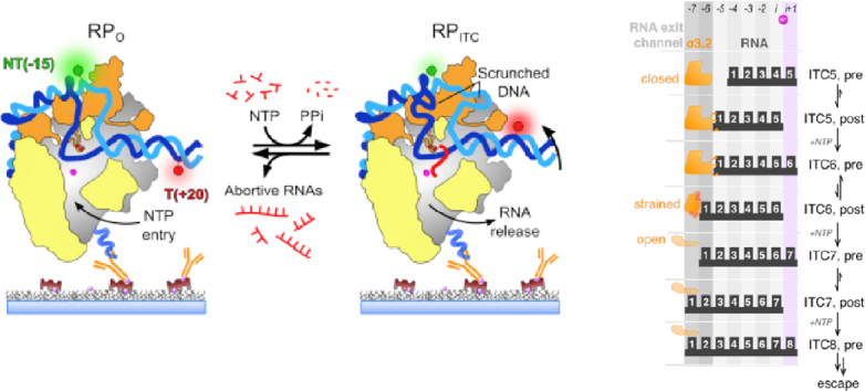 Unlabelled Image