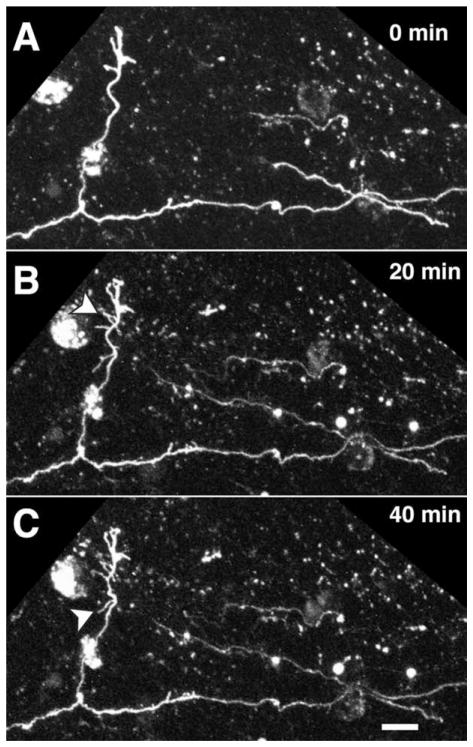 Figure 7