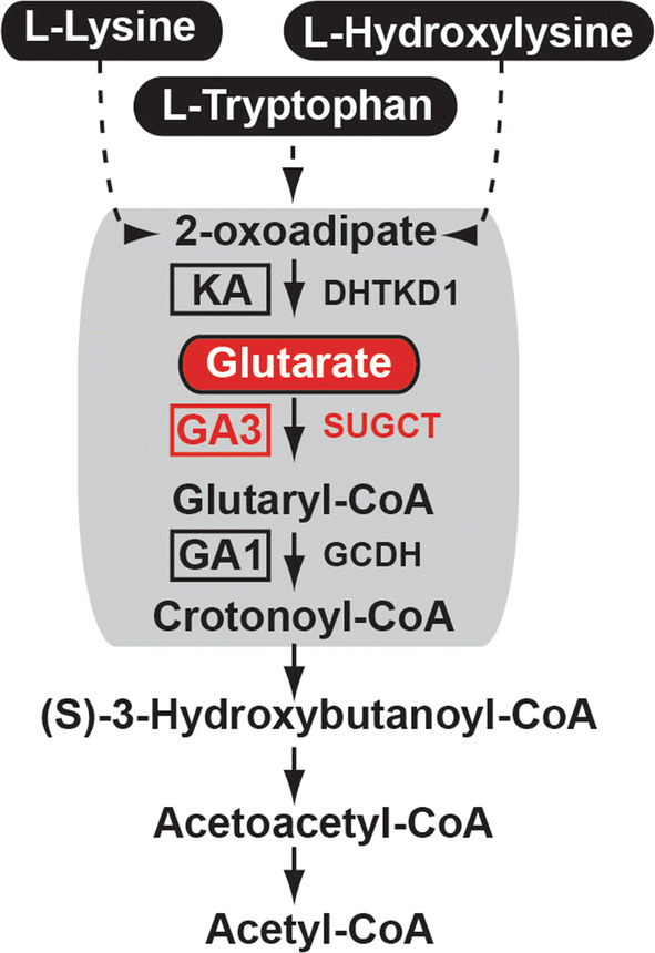 Fig. 1