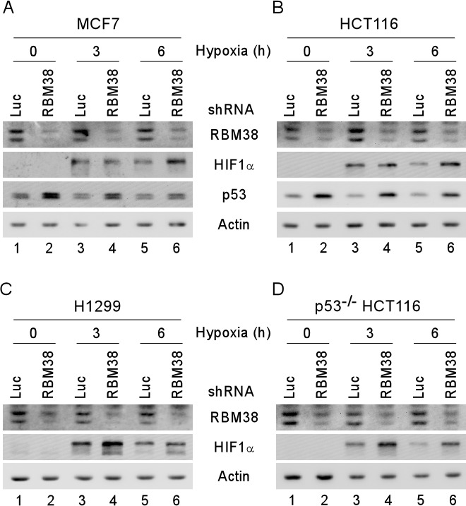 Hypoxia-inducible Factor 1 Alpha Is Regulated By Rbm38, A Rna-binding 