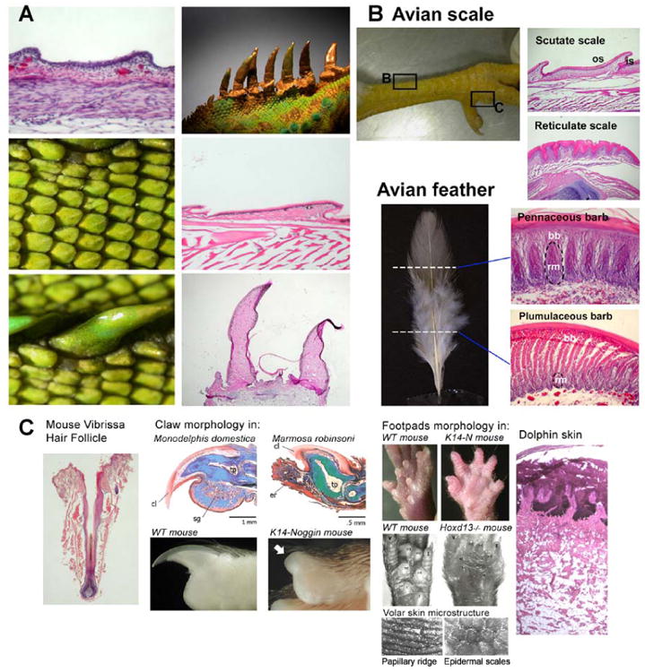 Fig. 2