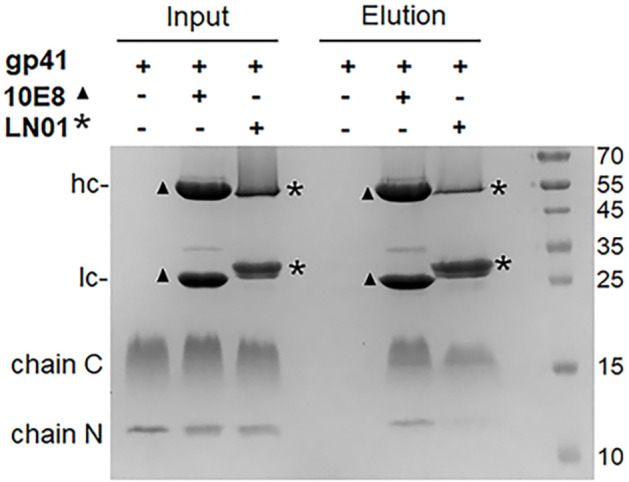 Figure 3—figure supplement 1.