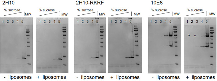 Figure 1—figure supplement 7.