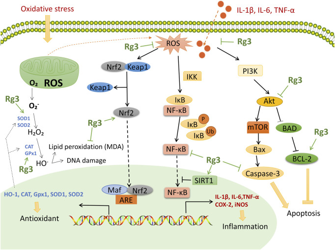 FIGURE 3