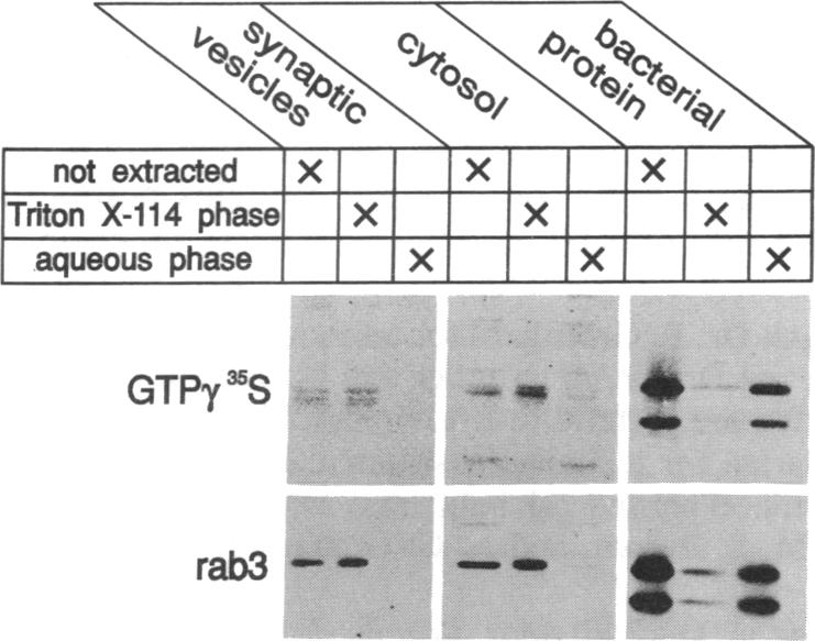 graphic file with name pnas01030-0371-a.jpg