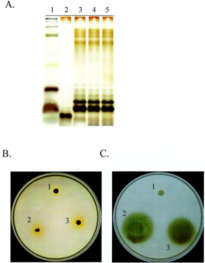 FIG. 3.