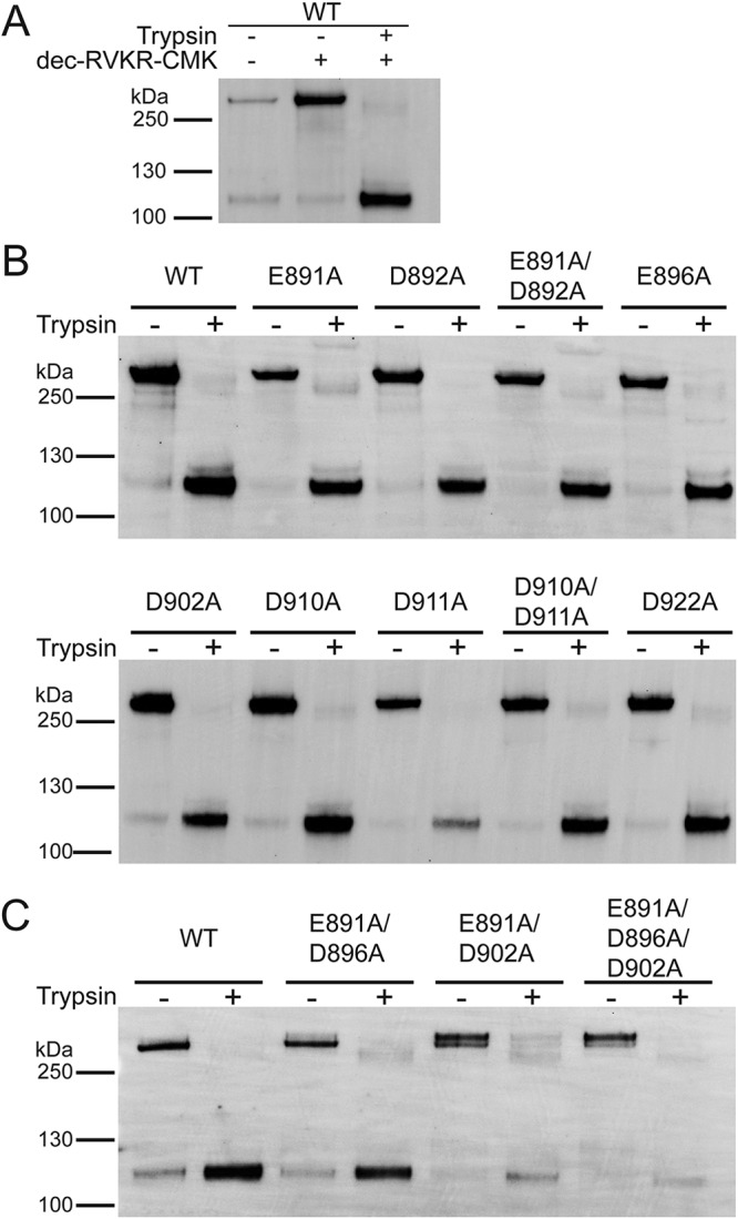 FIG 2